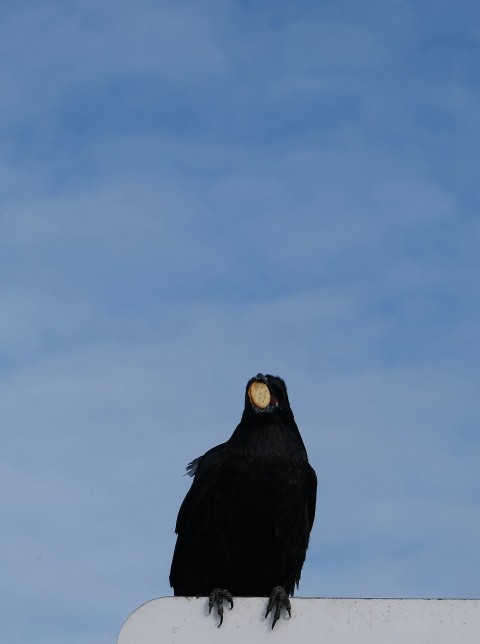 a black bird sitting on top of a white sign