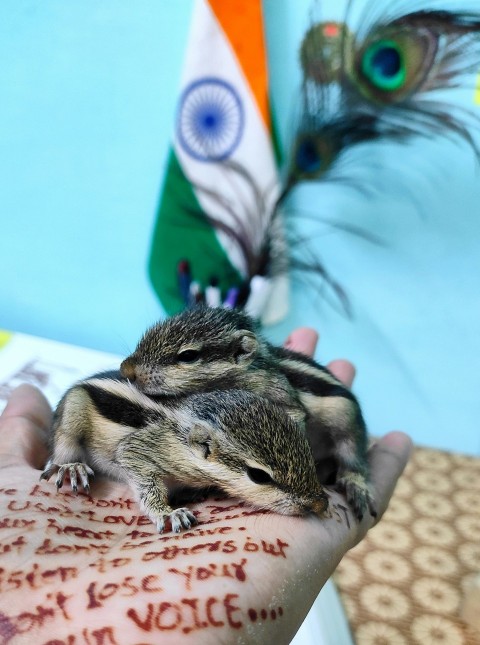 a person holding a small bird in their hand