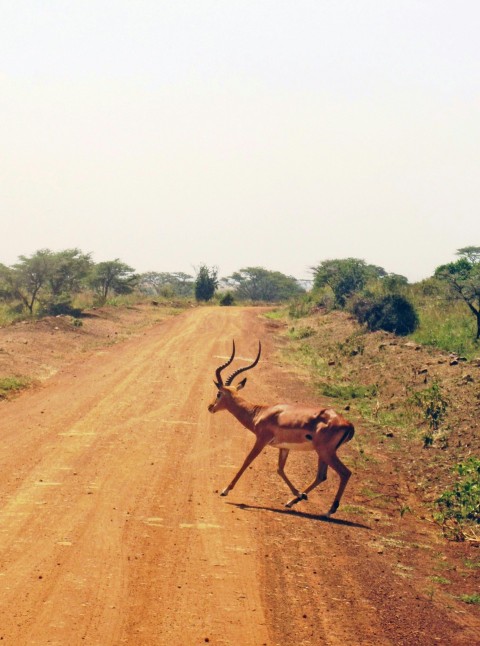 gazelle on dirt road lCRY3Y