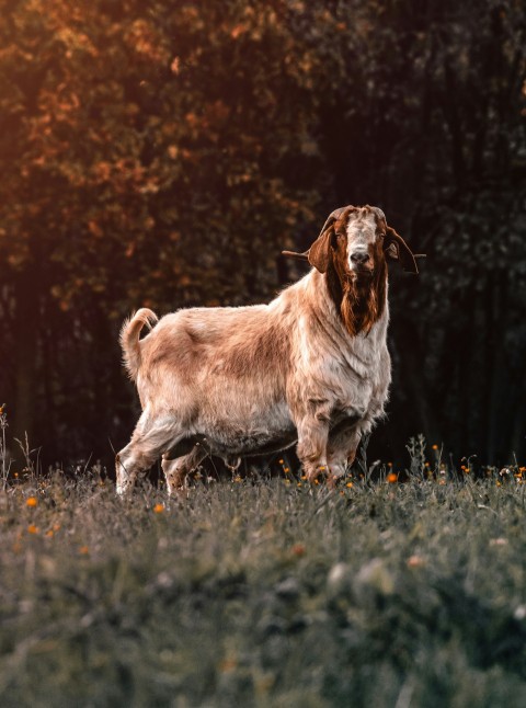 brown and gray goat vyhL