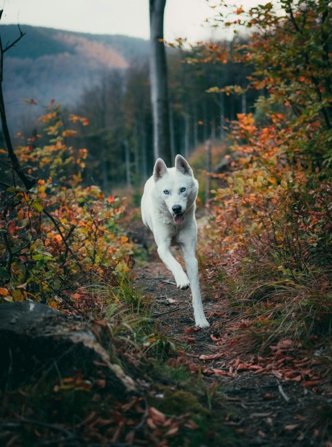 white wolf running near green plants and trees 3rcxLx