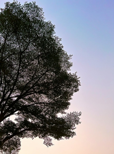 a lone tree in the middle of a field