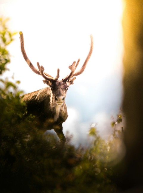 close up photography of brown moose