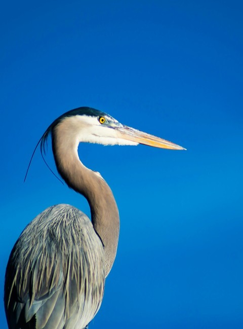 gray and white long beak bird IJDwBu4