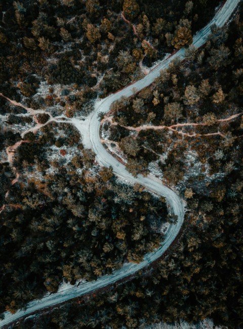 a winding road in the middle of a forest