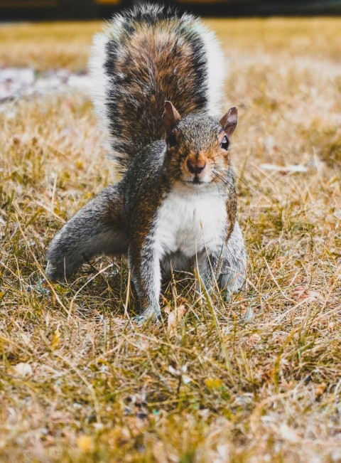 a squirrel standing on top of a grass covered field