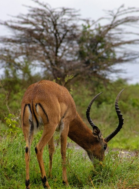 a gazelle eating grass in a field with trees in the background