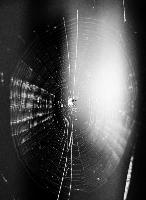 a spider web in the middle of a black and white photo