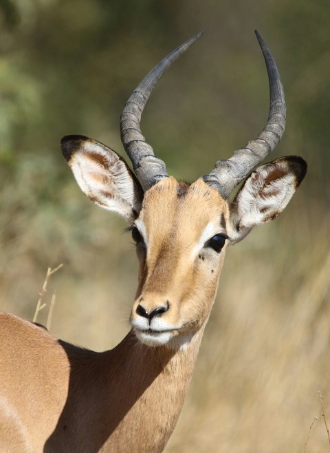 a gazelle with large horns standing in a field