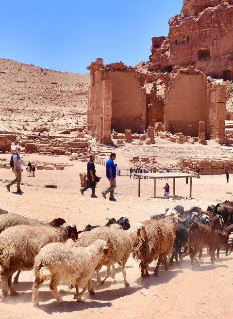 a herd of sheep walking across a dirt field