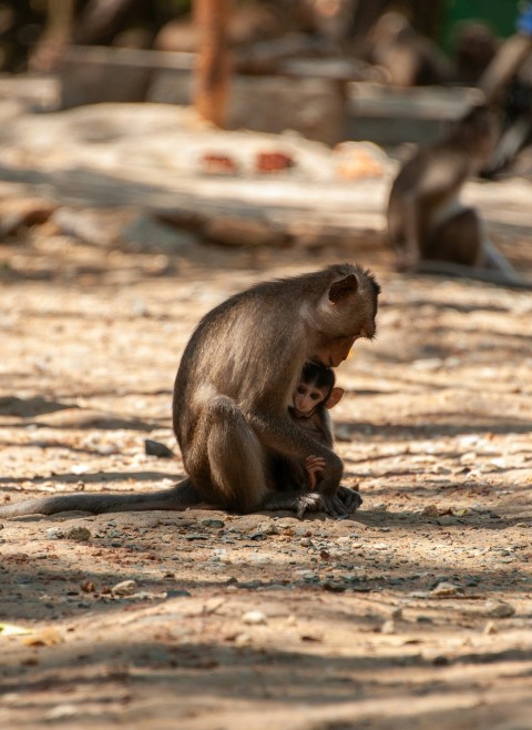 a monkey sitting on the ground next to another monkey