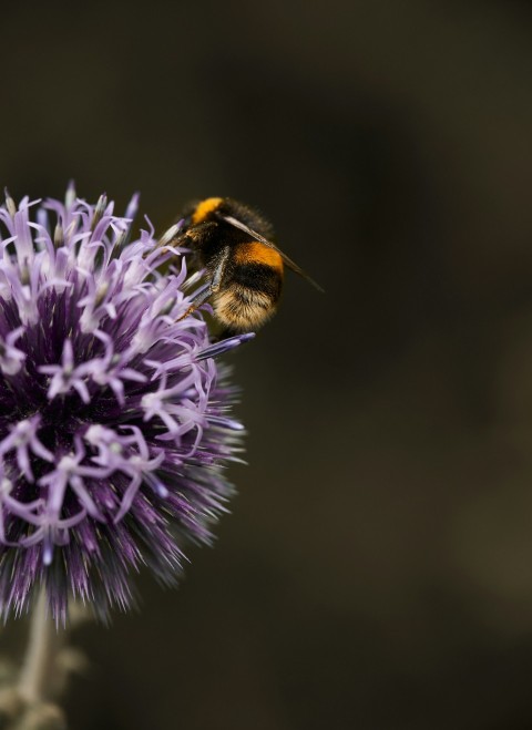 purple flower in tilt shift lens