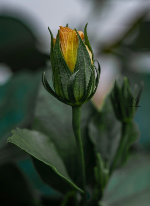 a close up of a yellow flower with green leaves