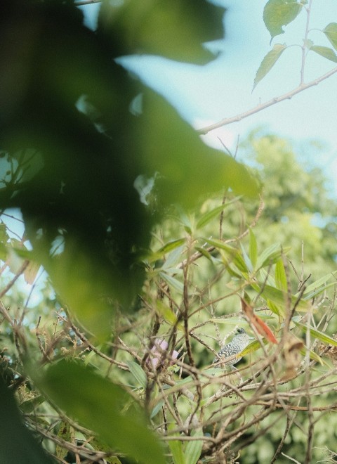 a bird sitting on top of a tree branch