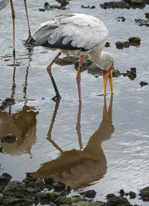 a stork standing in shallow water next to another bird