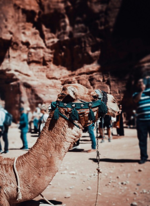 brown camel walking on brown sand during daytime