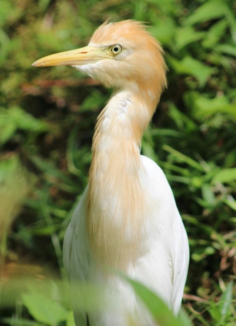 a close up of a bird in the grass