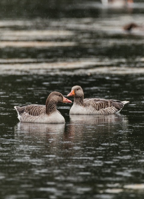 a couple of ducks floating on top of a body of water