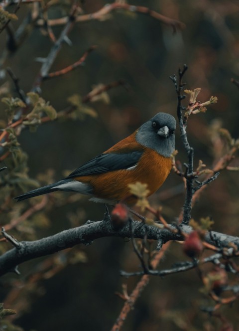 brown and black bird on tree branch LbyWBQi5