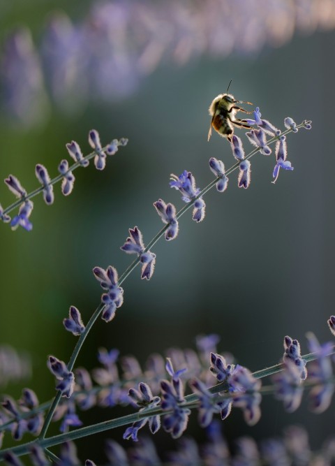 a bee sitting on top of a purple flower