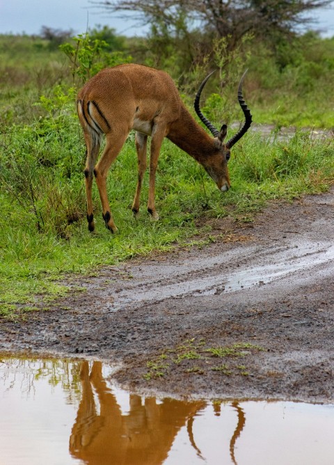 a gazelle drinking water from a puddle in the grass 0V_S8hdP