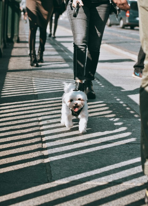 white long coat small dog walking on pedestrian line during daytime duQ06Ij