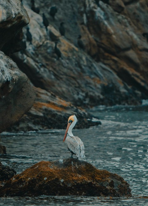 a bird sitting on a rock in the water