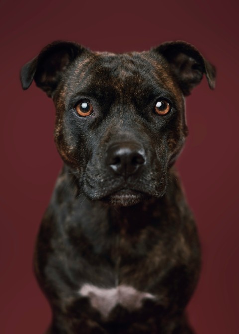 a close up of a dog looking at the camera