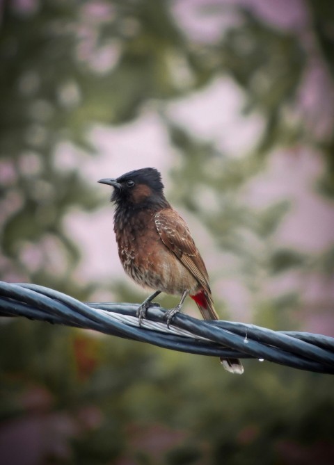 a small bird sitting on top of a wire Udc