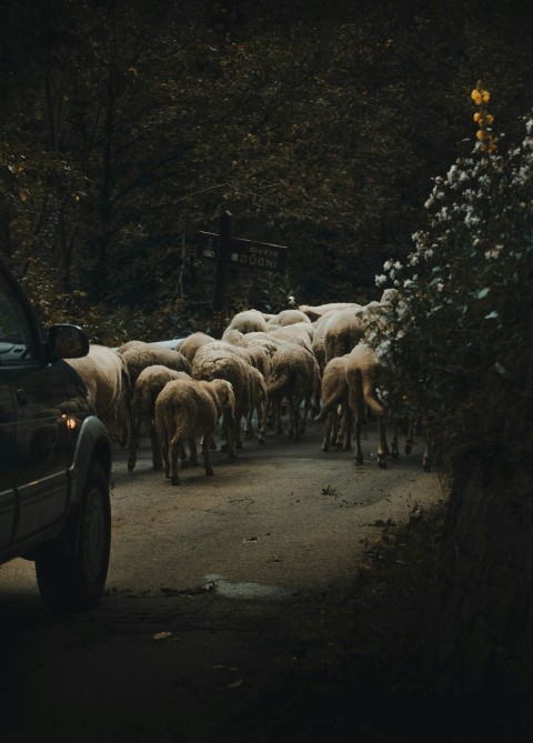 car in front of the heard of animals kZuLR2H