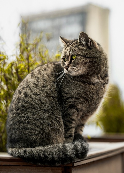 a cat sitting on a ledge