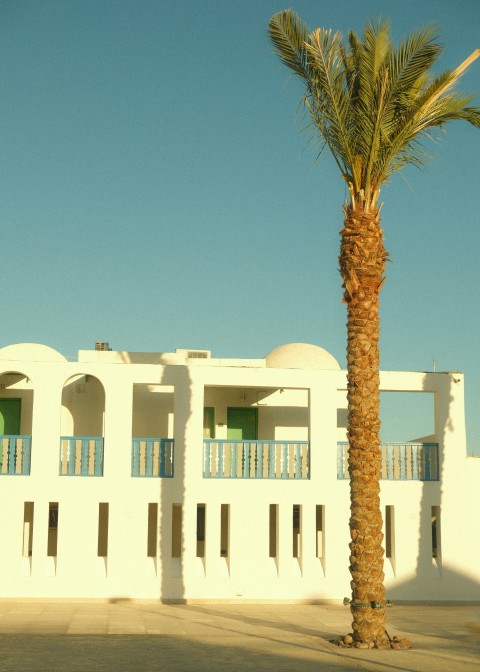 a palm tree in front of a white building