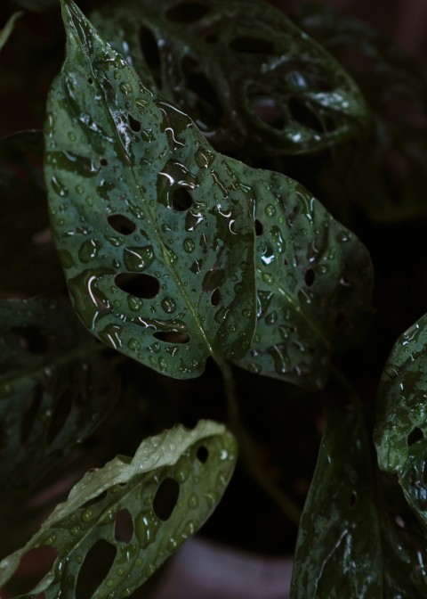 water droplets on green leaf