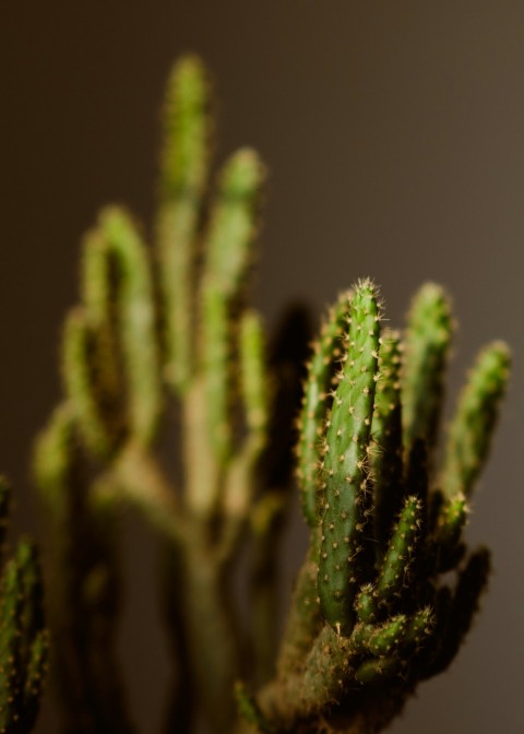 green plant in close up photography