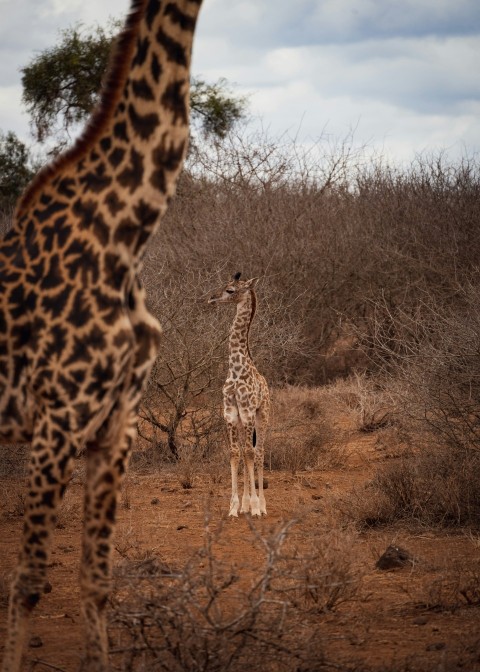 a giraffe and its calf in a grassland