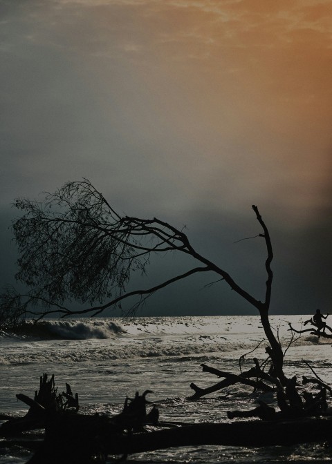 a tree that is standing in the water