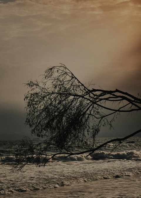 a tree that is leaning over in the water