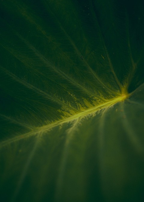 a close up of a large green leaf I1uC_870a