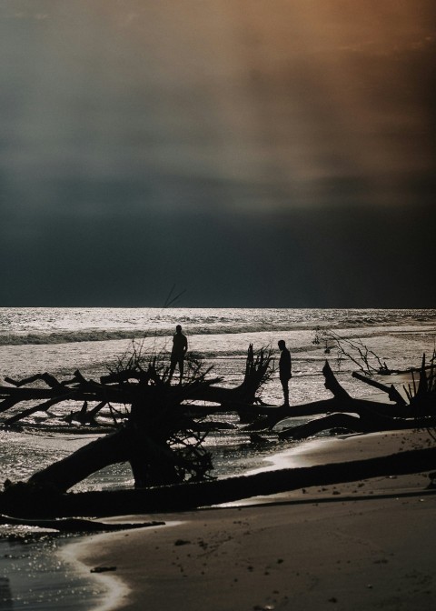 a couple of people standing on a beach next to a fallen tree