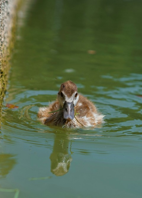 a duck swimming in the water near a stone wall