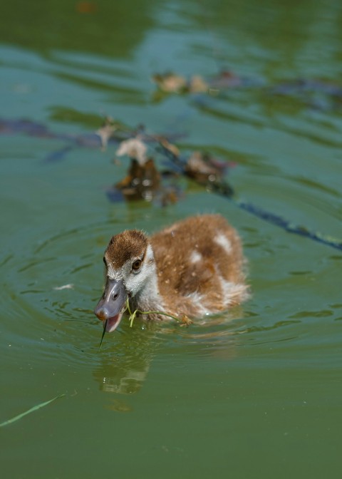 a duck is swimming in the water with its mouth open