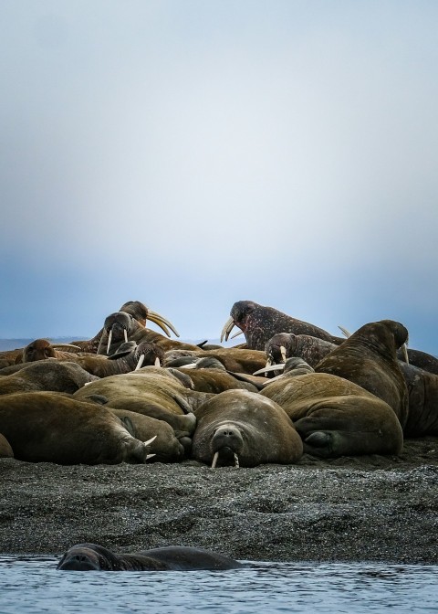 a group of sea lions laying on top of a beach