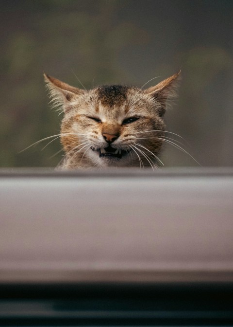 a close up of a cat with its eyes closed