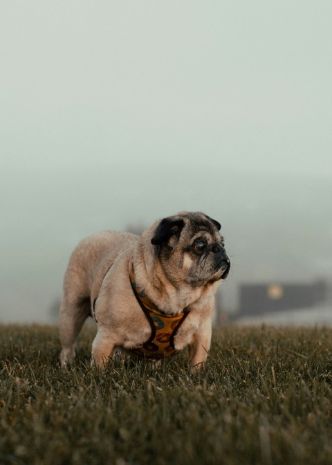 fawn pug on brown grass field n6UQjJOaZ