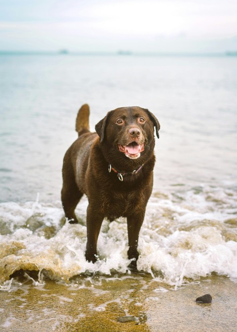 brown short coated dog on body of water during daytime 0ARZS