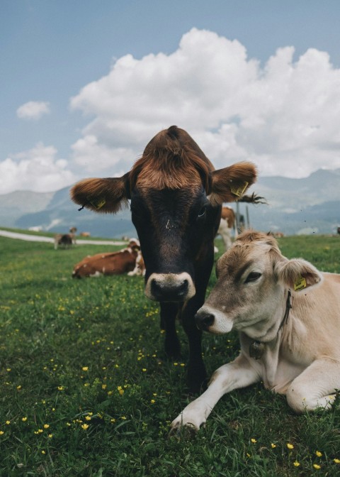 white and black cattle t9 c