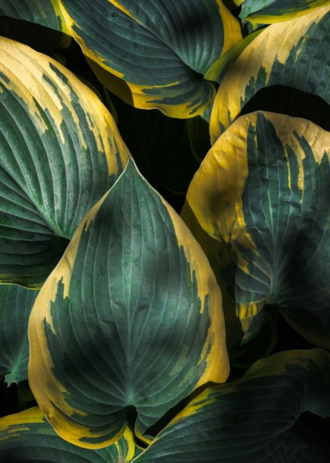 a group of colorful leaves