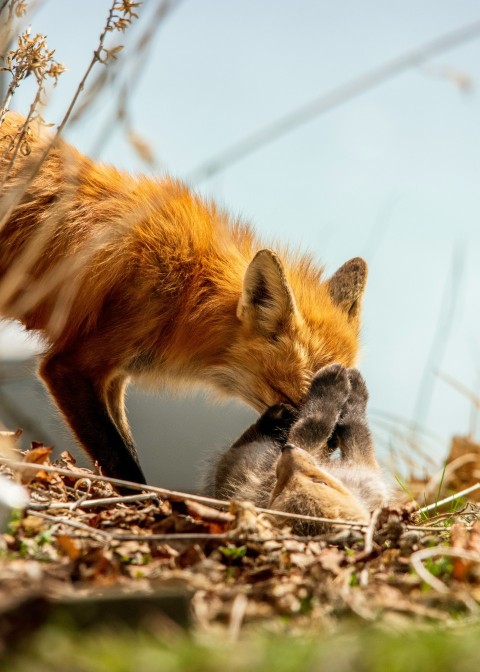 a mother fox and her baby in a field