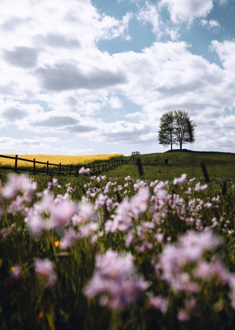 purple flower field under cloudy sky during daytime