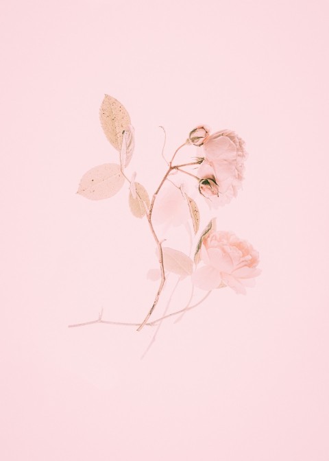 pink flower painting HB